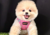 Safkan Pomeranian Boo Yavrularımız